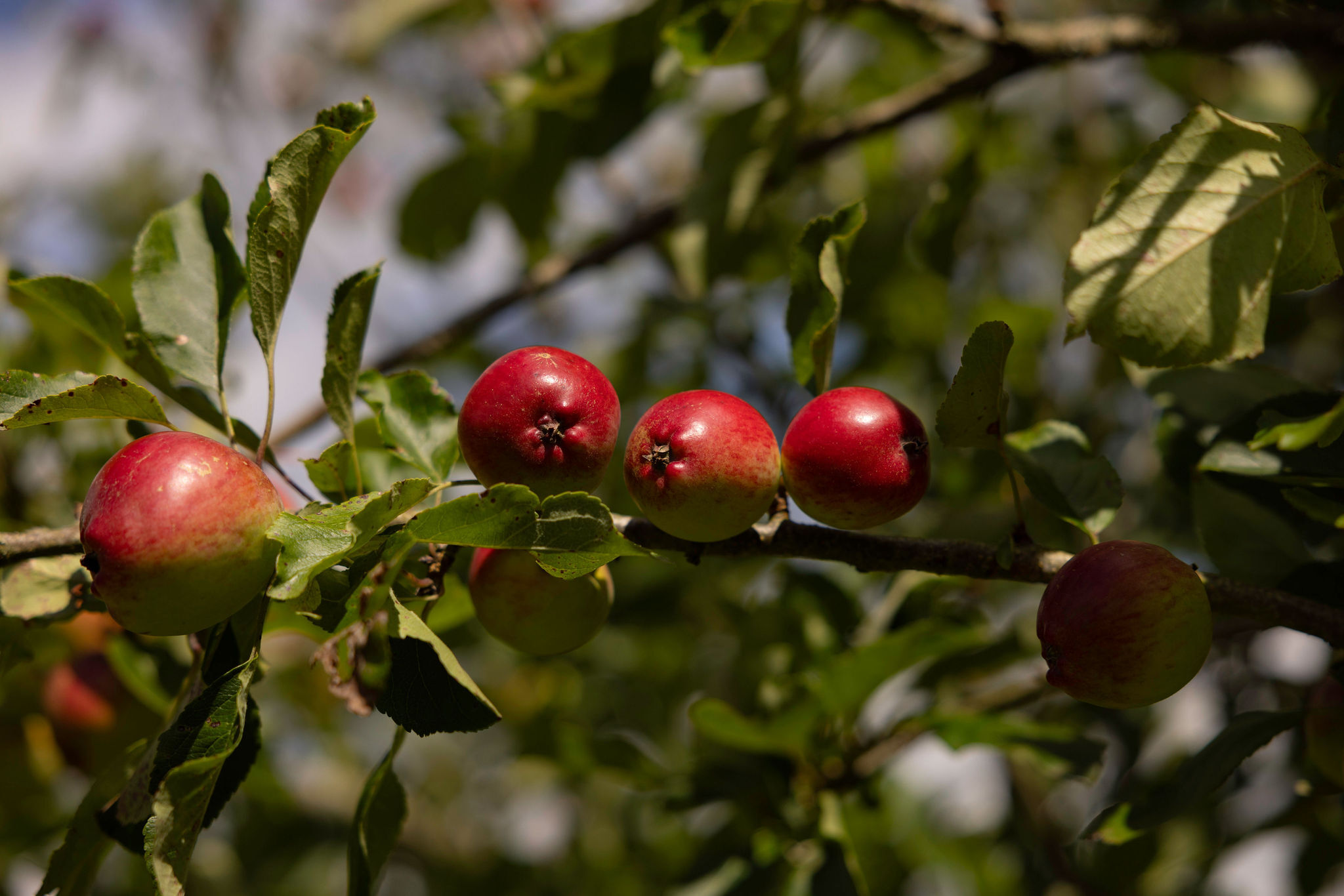 Highbank apples ruth calder potts