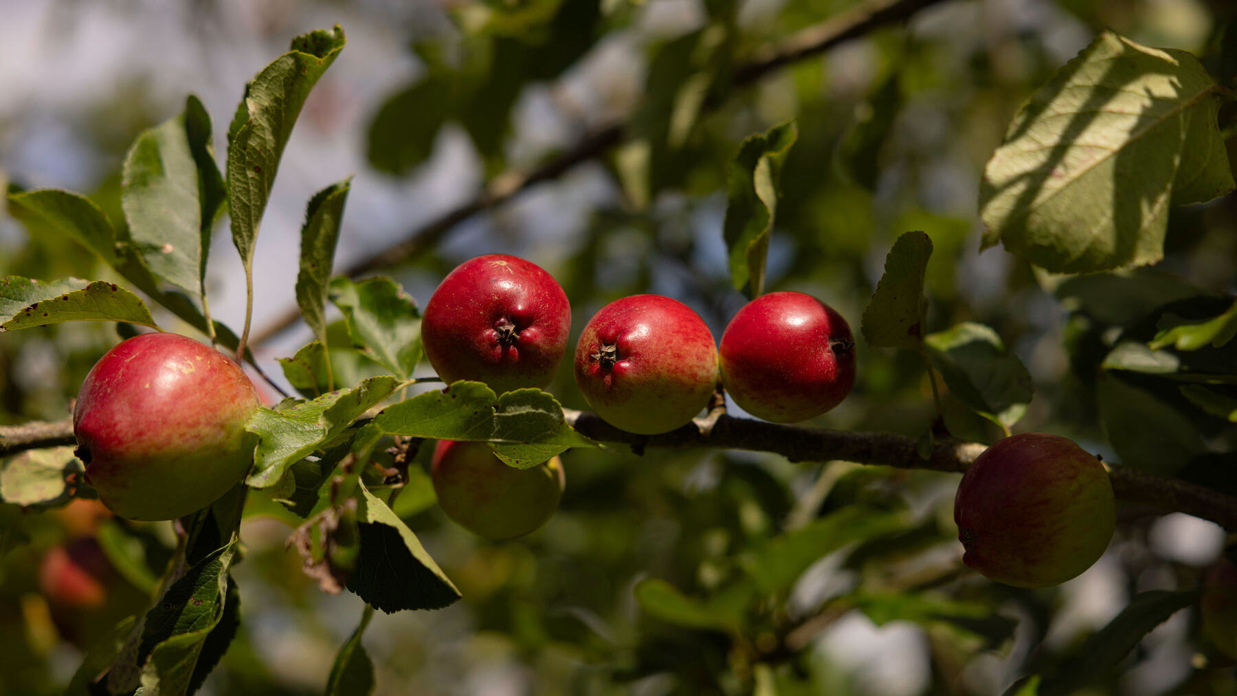 Highbank apples ruth calder potts