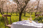 Blossom Time at Highbank Orchards
