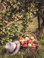 HB Apples with hat