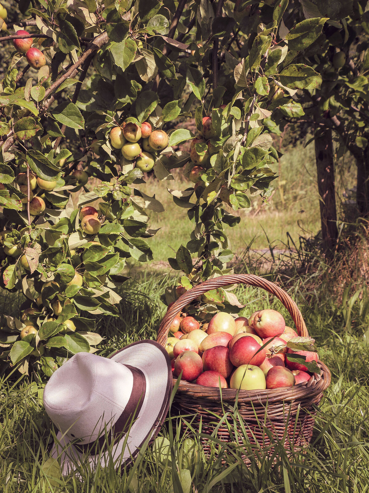 Basket of red and yellow apples beneath an apple tree with a white hat resting on the grass