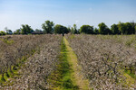 Blossom Time at Highbank Organic Orchards