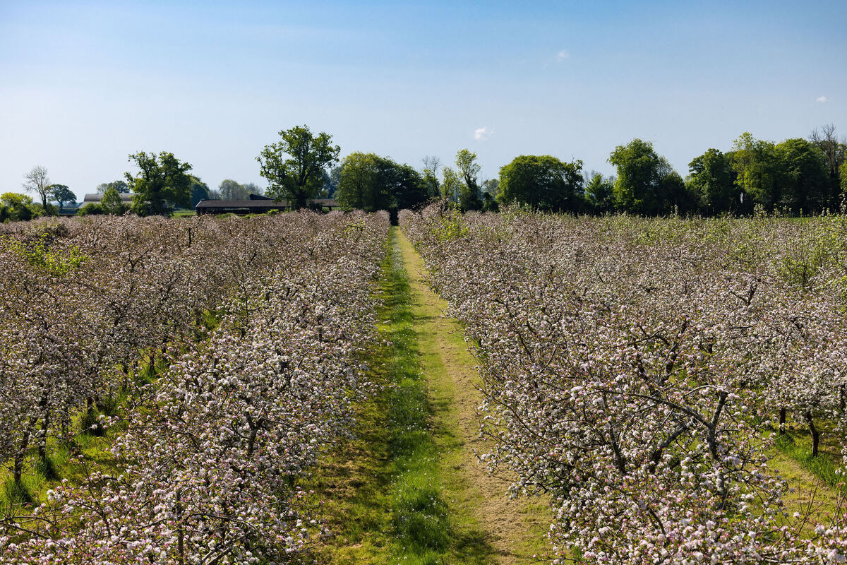 Expansive Apple Orchard in full bloom with white blossoms and green tree line in distance